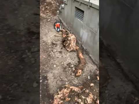 Videovorschau zur Entfernung von Wurzeln an einer Hauswand