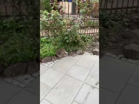 Videovorschau einer fertiggestellten hellen Wegefläche