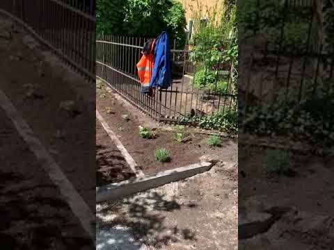 Videovorschau zu Pflanzarbeiten in einem Garten