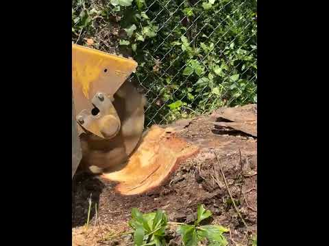 Videovorschau einer Stubbenfräse bei der Wurzelstockentfernung